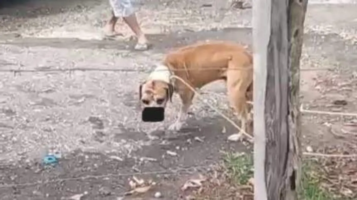 maltrato animal 4