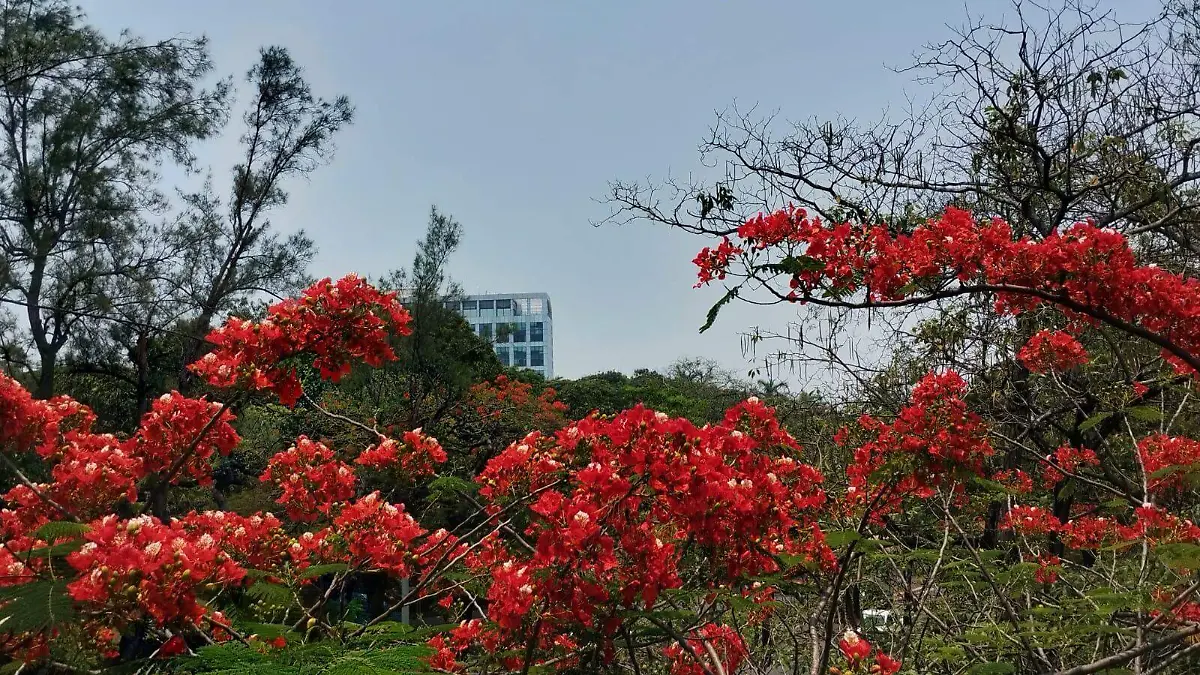 Flores en Villahermosa