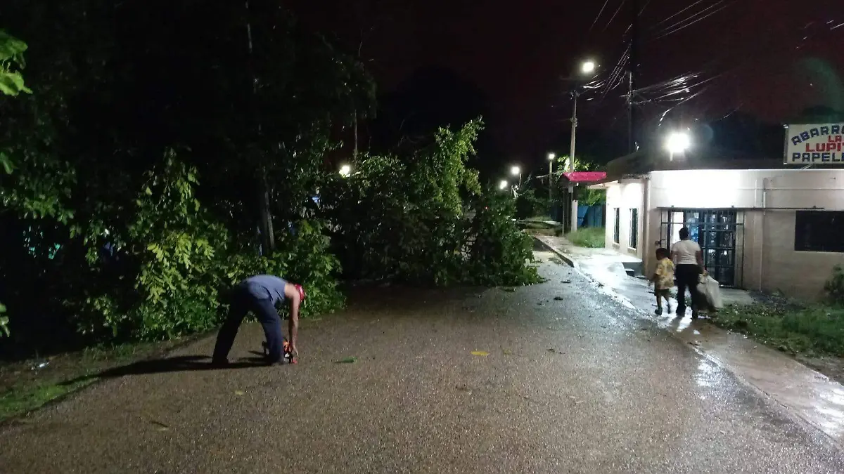 arbol caido dsc
