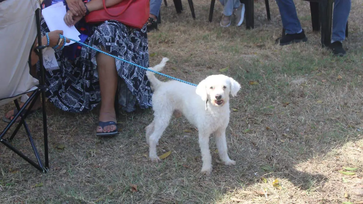  unidad de esterilización canina y felina del ayuntamiento de centro en el parque la choca -JAVIER CHAVEZ (1)