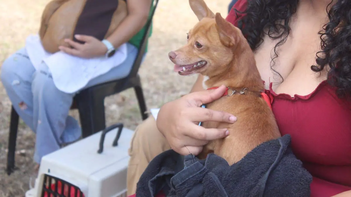  unidad móvil de esterilización canina y felina nhn