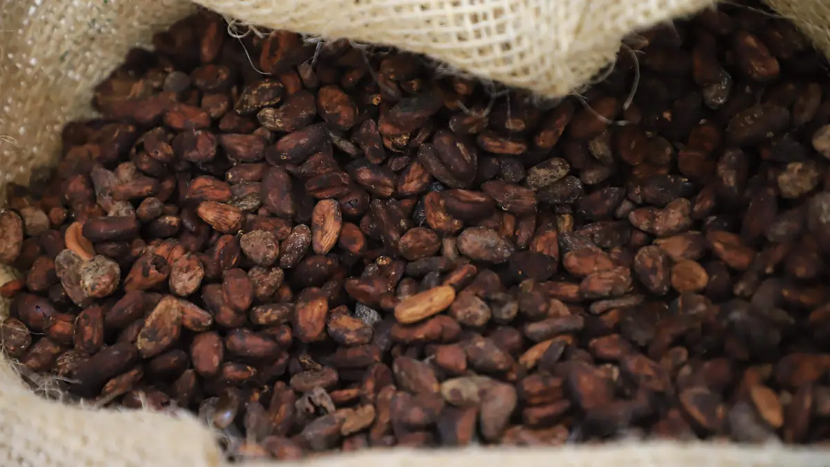 CACAO CHOCOLATE SEMILLA-IVAN SANCHEZ (24)
