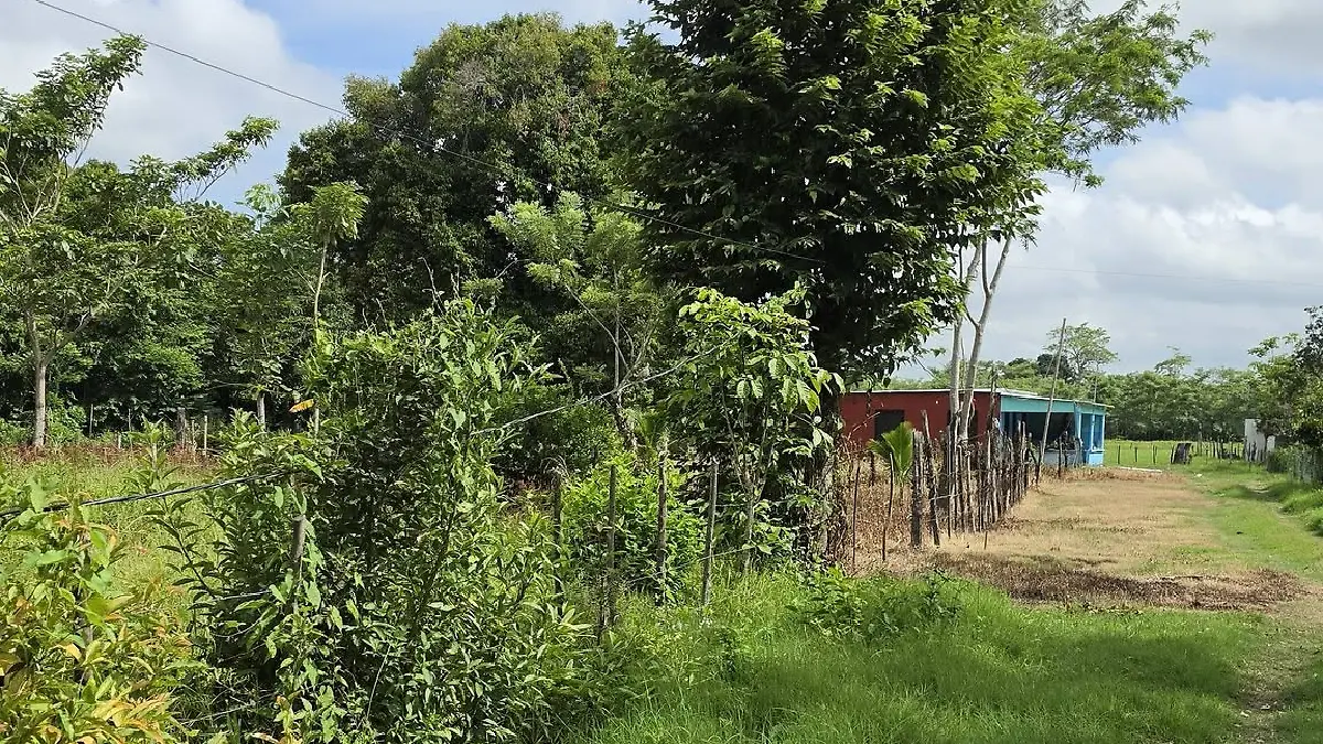 Jalapa