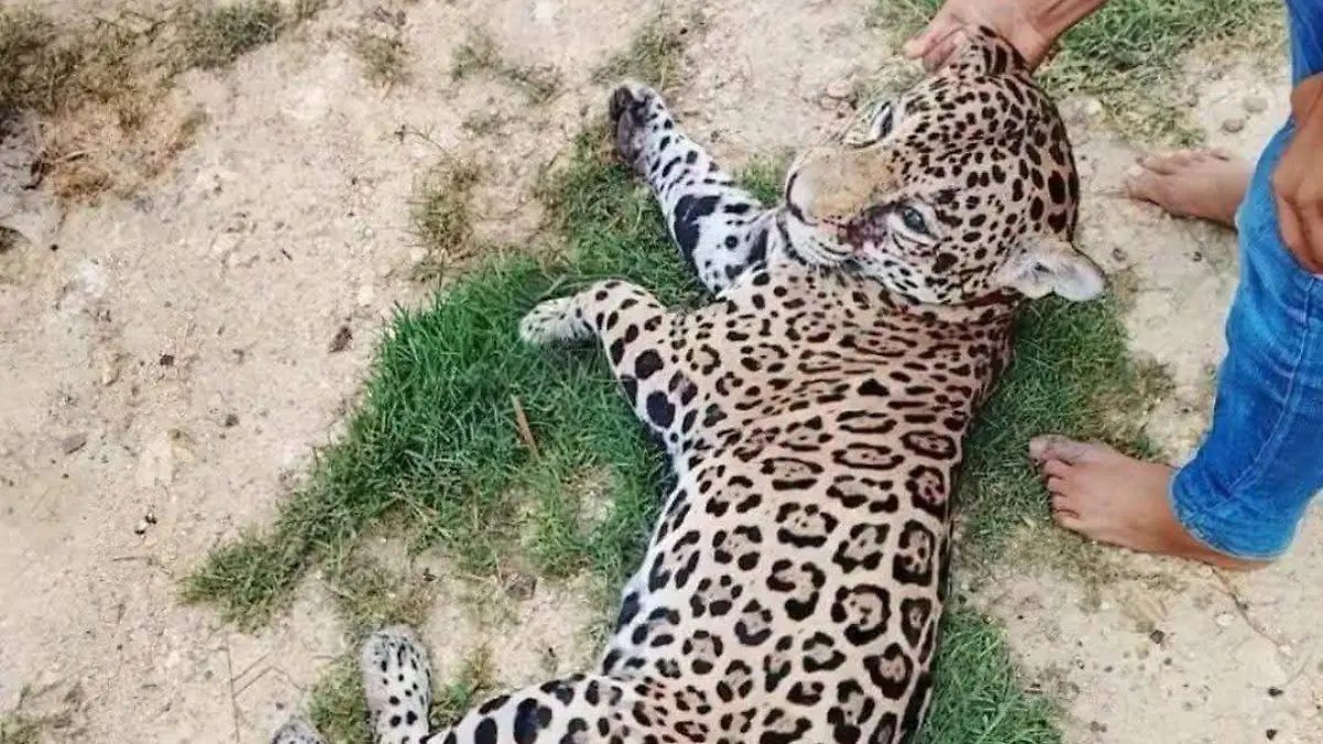 Jaguar