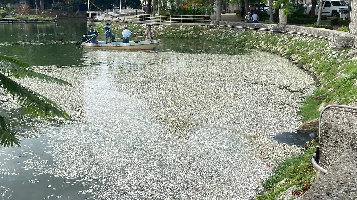 sardinas
