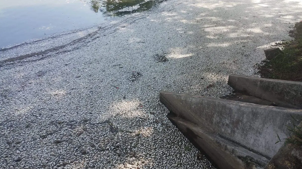 peces