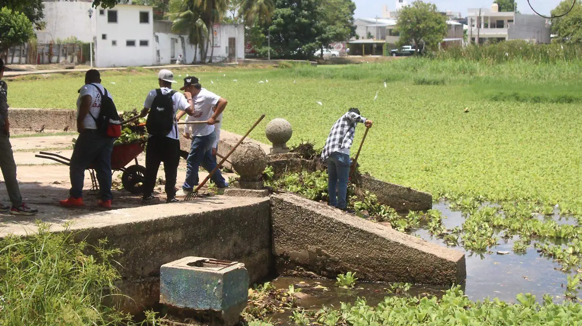 Lechuga laguna OK