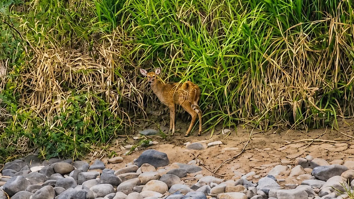 Venado