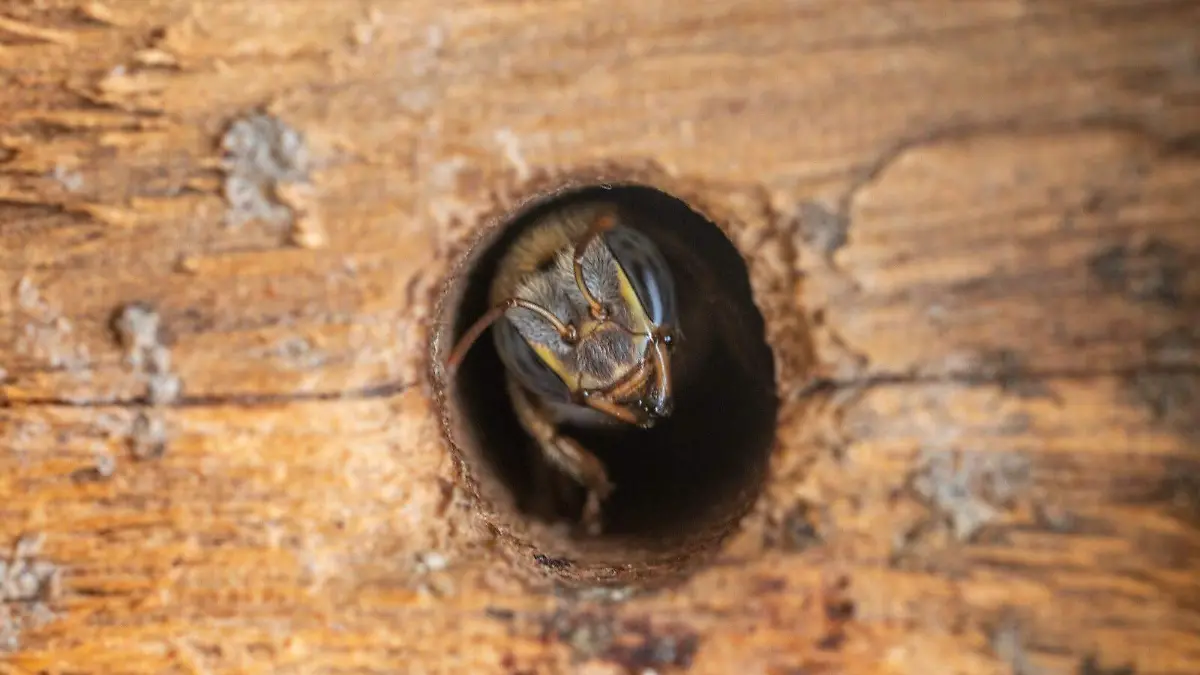 UJAT abejas fgvf