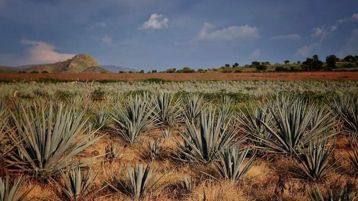 WhatsApp Image 2020-03-24 at 12.04.55