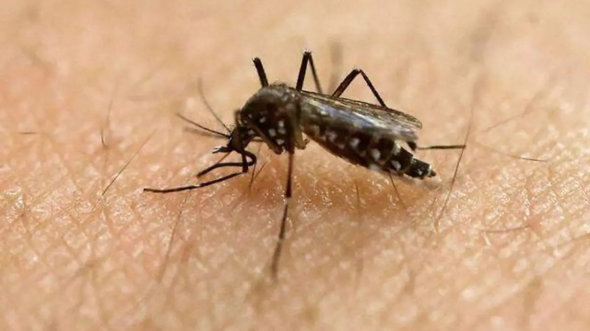 Mosquito del dengue