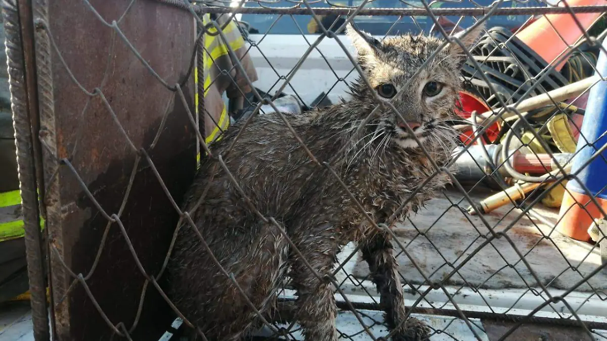 Rescate lince