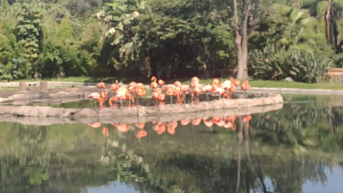 FLAMINGOS