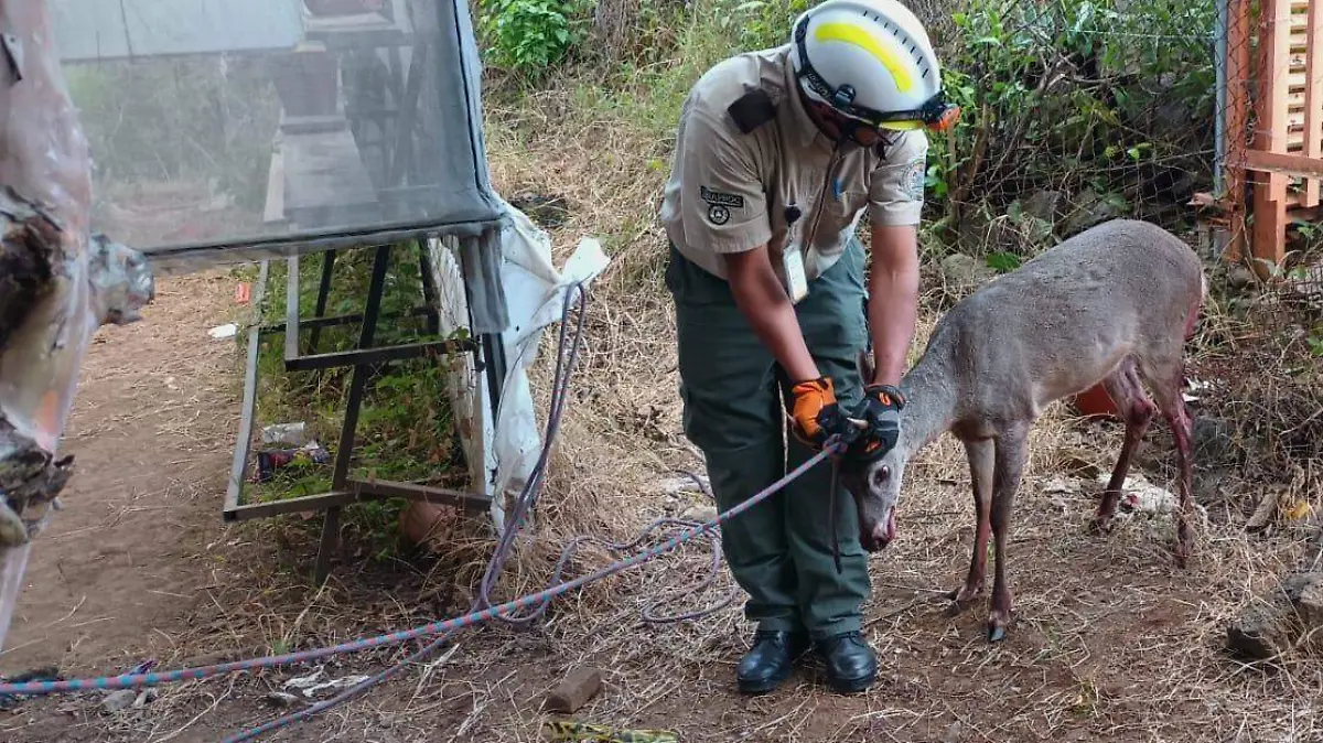 Venado rescatado