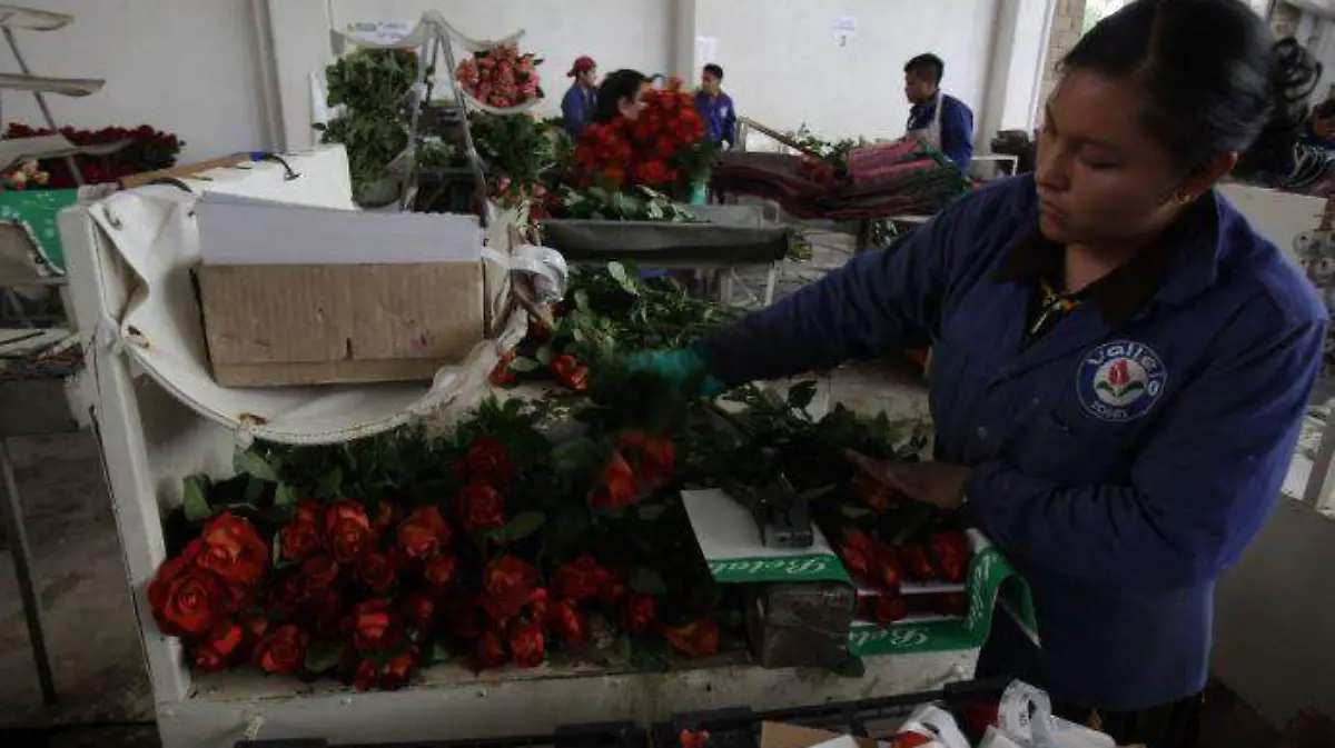 FLORES