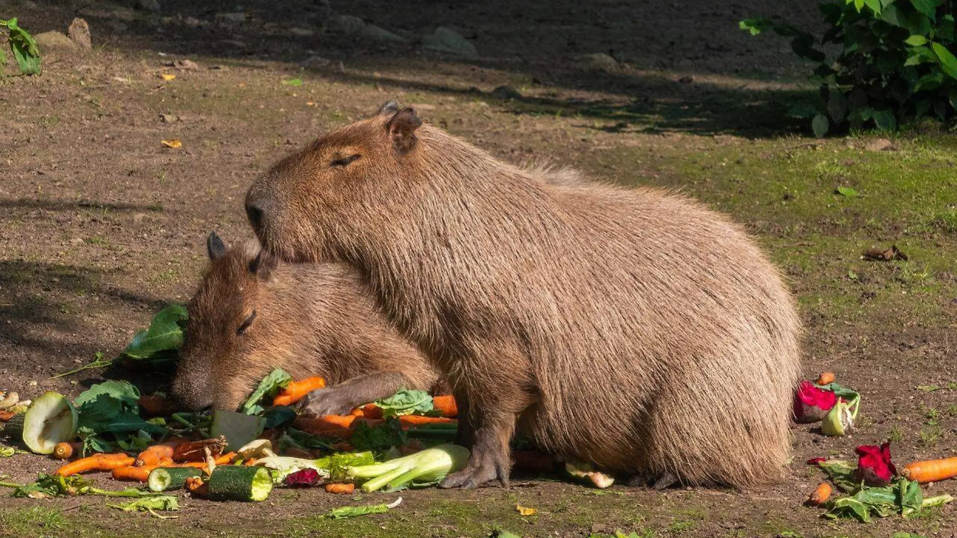 capybara-6747140_1280