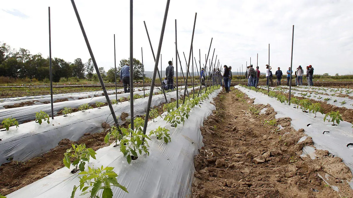 Agricultura Foto. CUCBA  (2)
