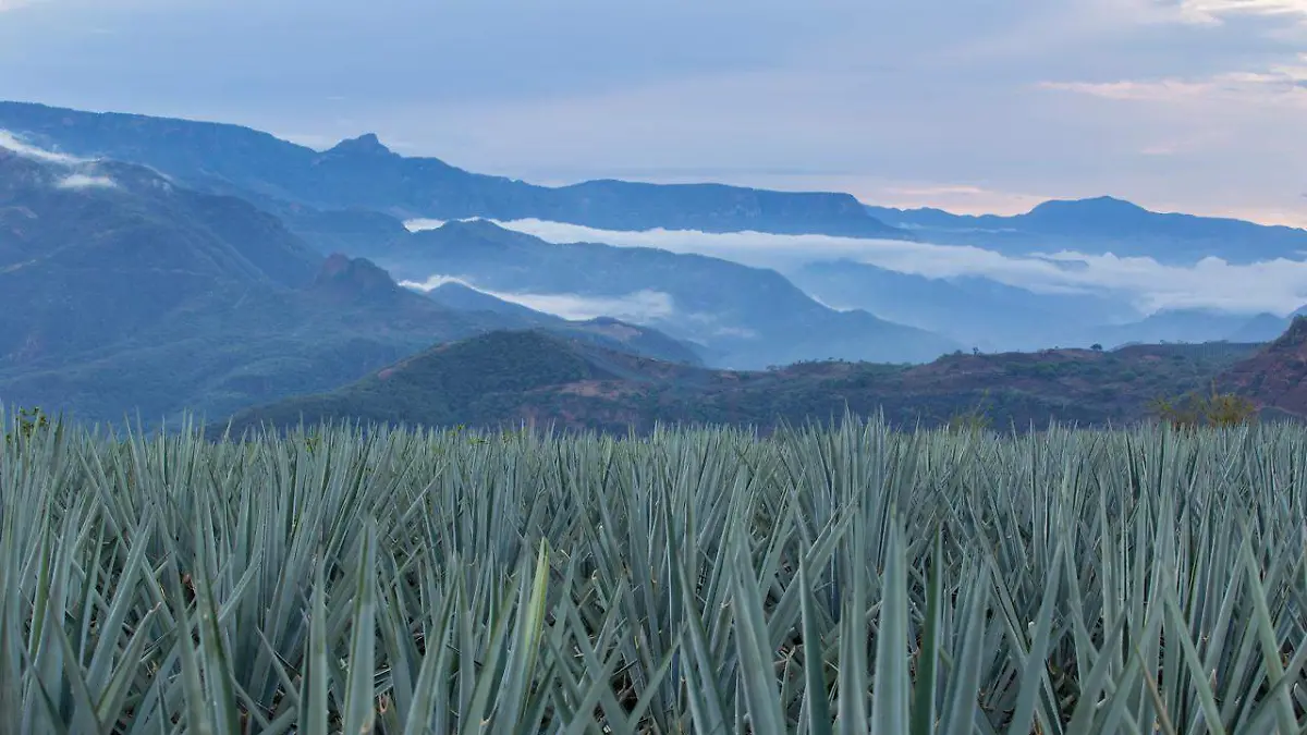 Campo de agave