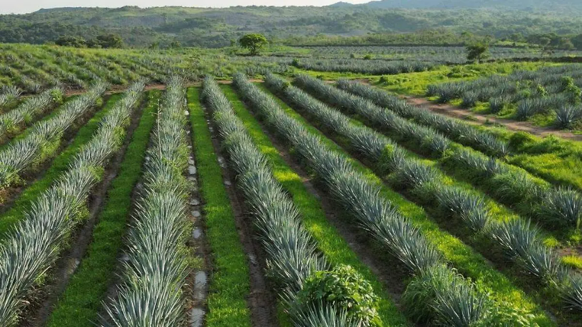 Tequila Jalisco campo agavero