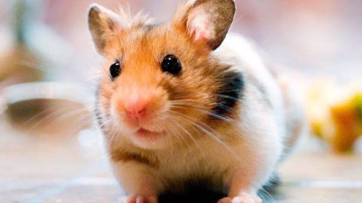 cuidados-hamster-800x375