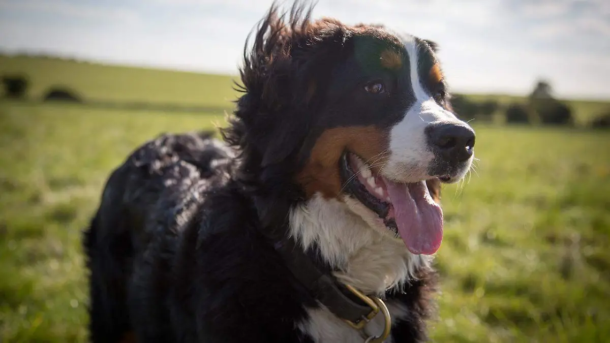 Perro Bernes de la Montaña