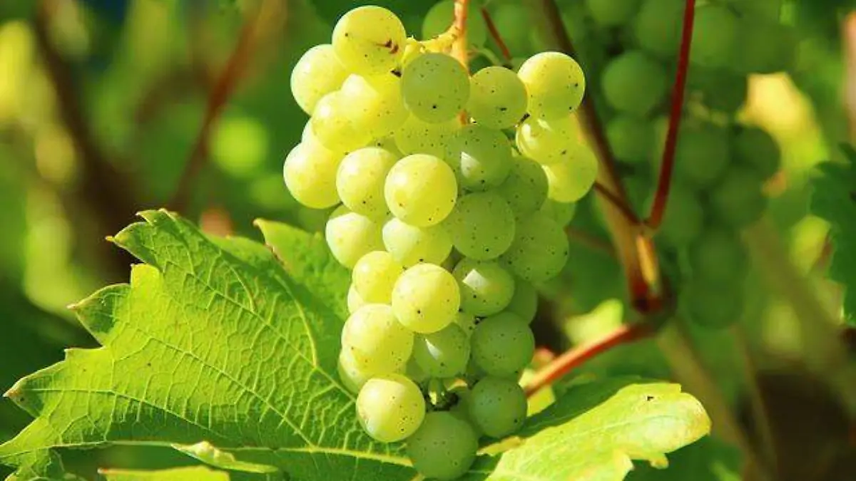 Uvas