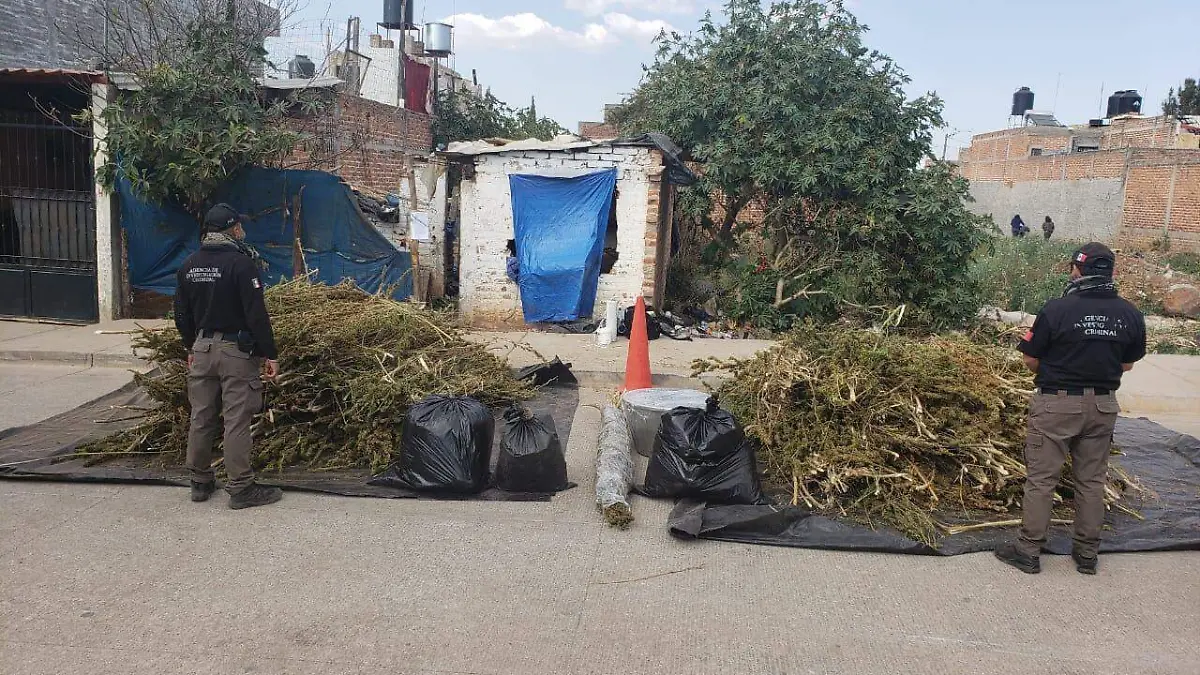 Aseguramiento marihuana Arandas