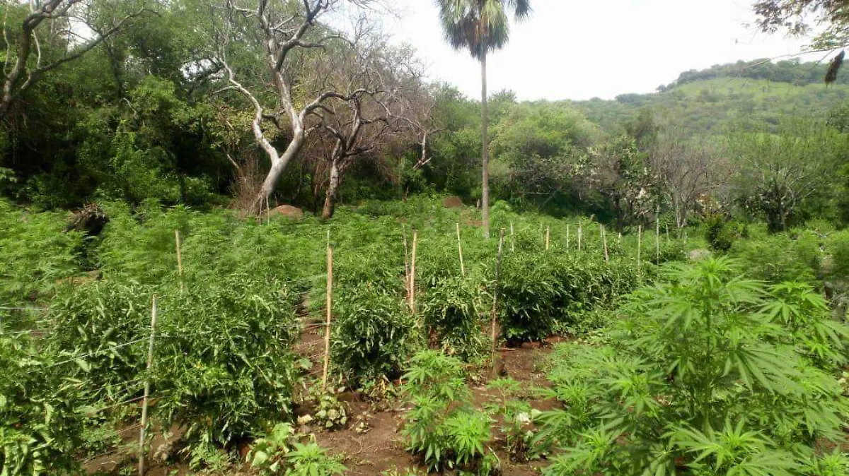 Plantios de Marihuana