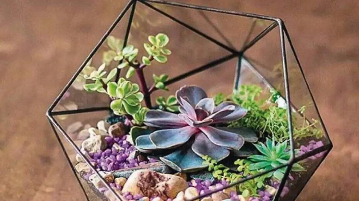 Plantas