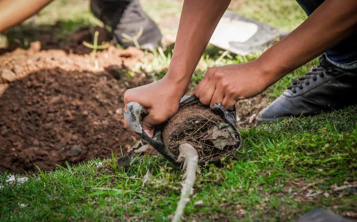 Reforestación Parque Montenegro_1