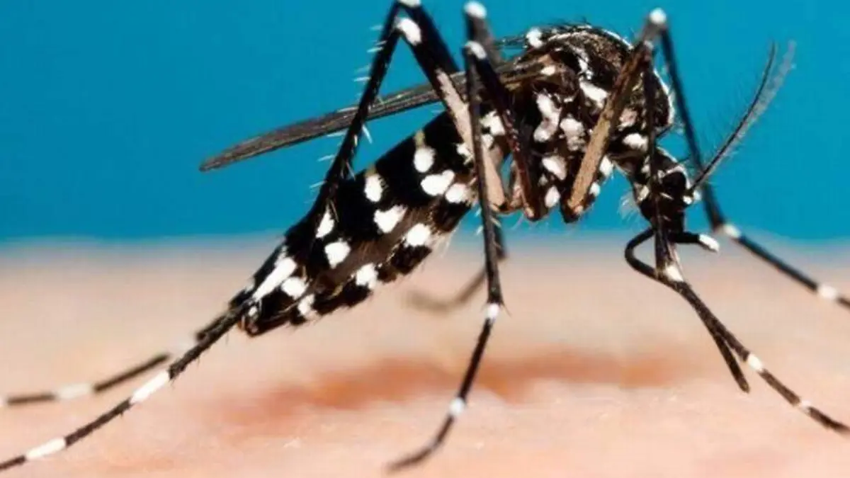 Dengue