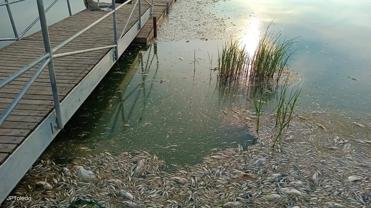 Muerte de peces en Cajititlán