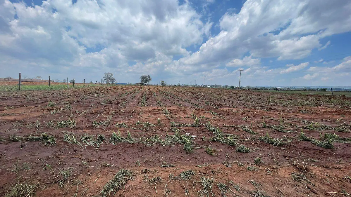 Sembradíos dañados por la granizada en Zapotlanejo