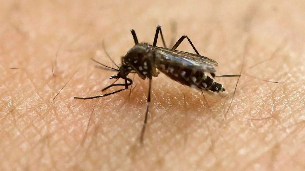 Mosquito del dengue