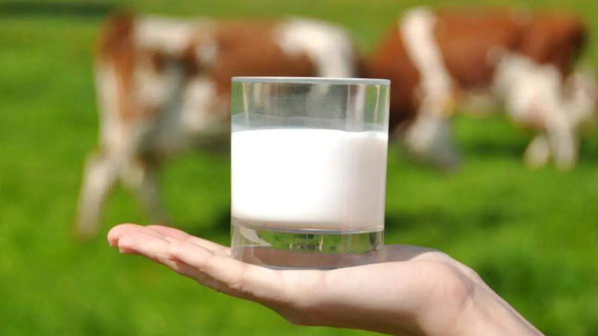 leche-de-vaca-e1456771288798