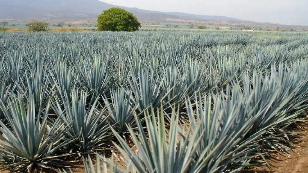 agave-tequilana