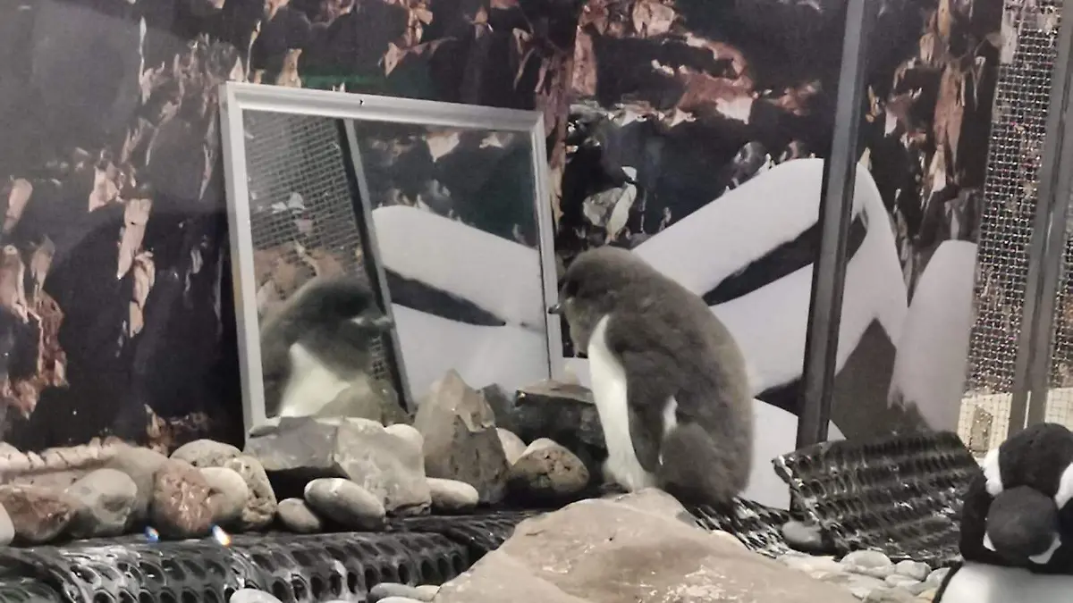 Bebé pinguino