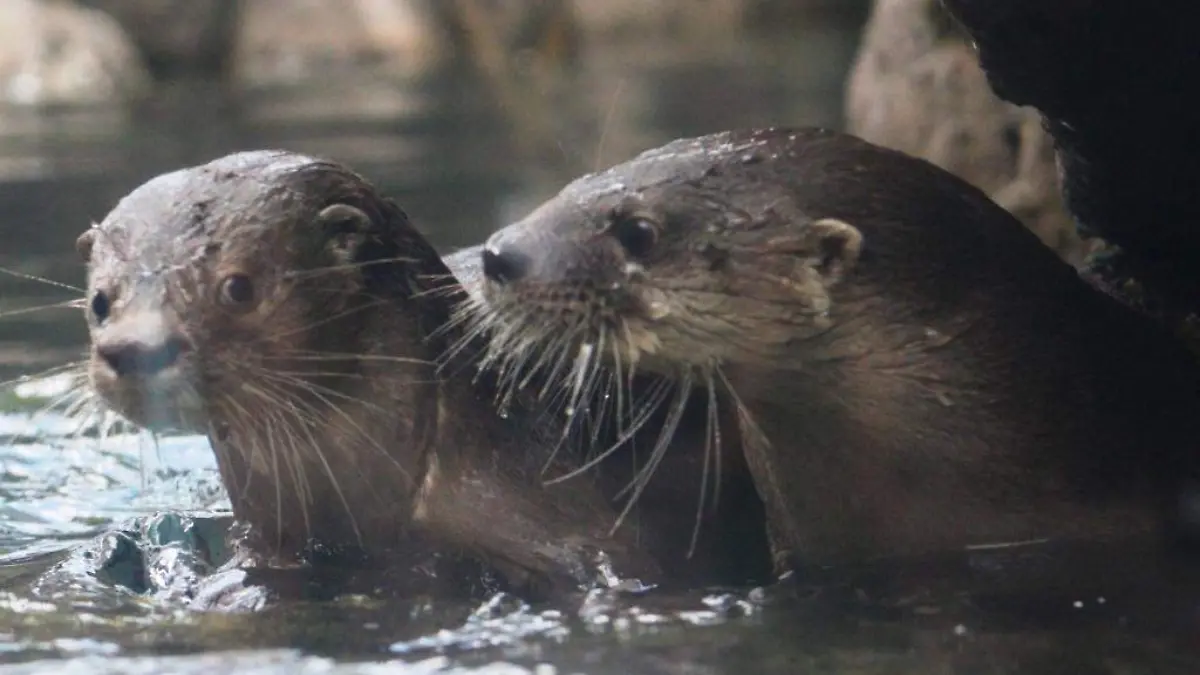 Nutria (17)