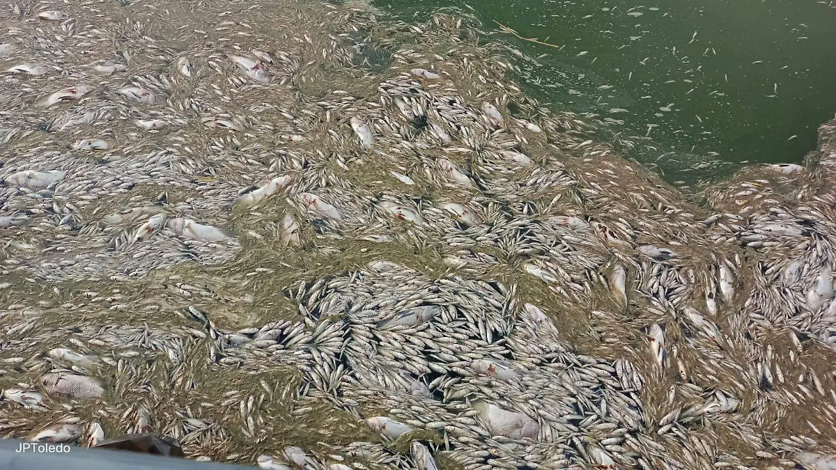 Peces muertos en la Laguna de Cajititlán