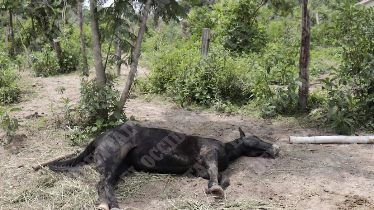 Caballos abandonados