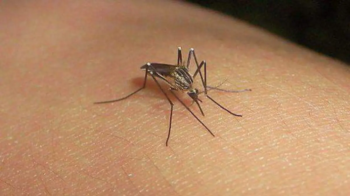 Dengue