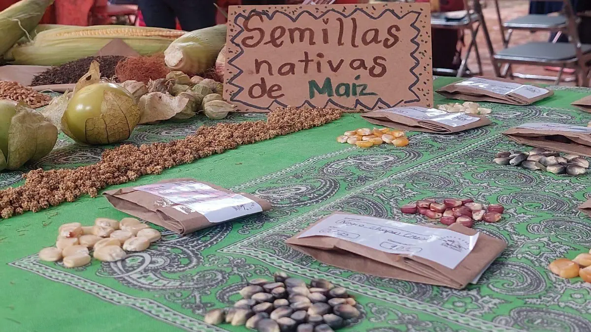 Semillas nativas de maíz