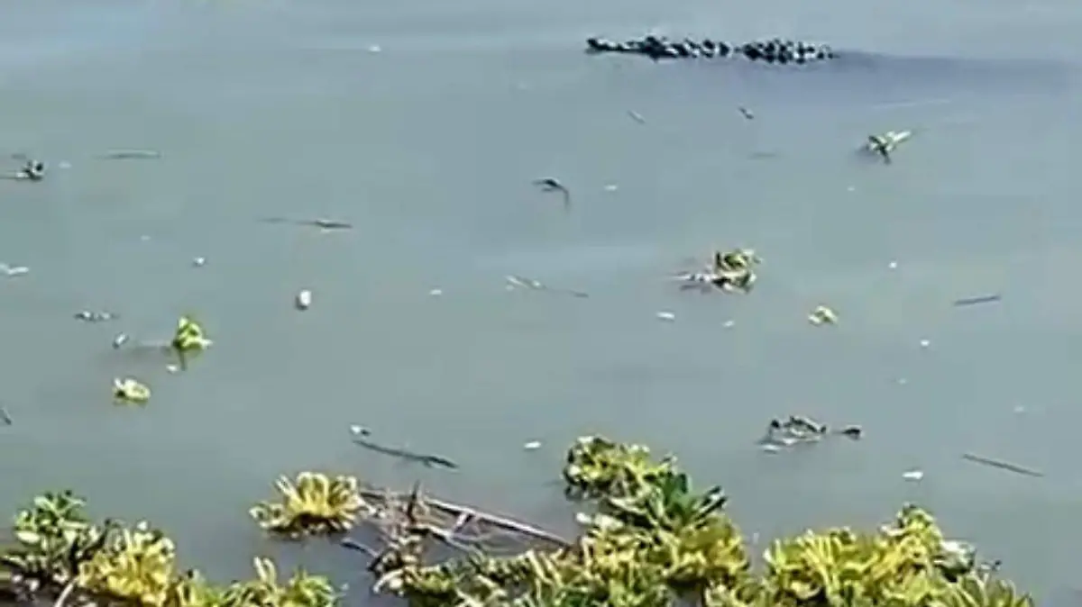 Cocodrilo en Chapala