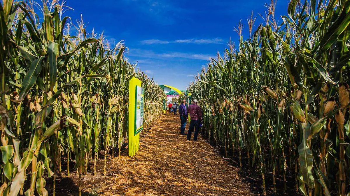 Campo Mexicano
