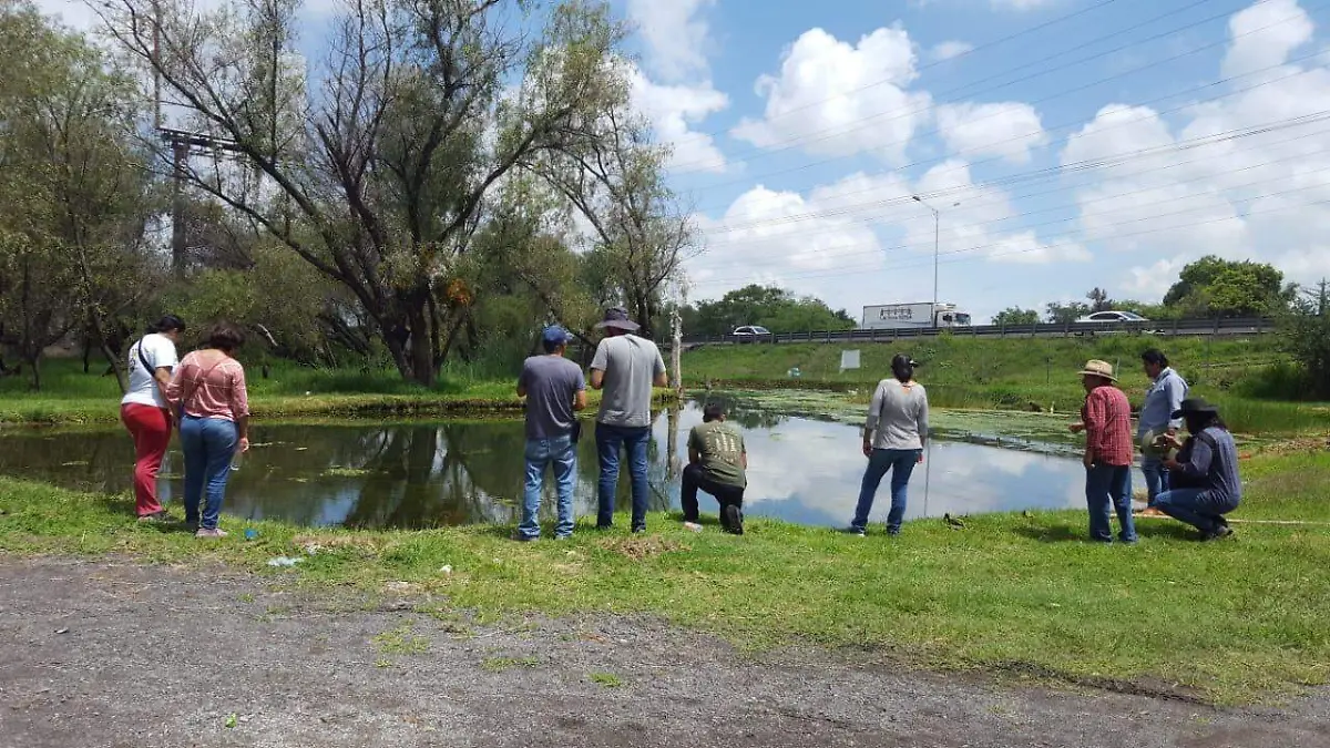 Los peces