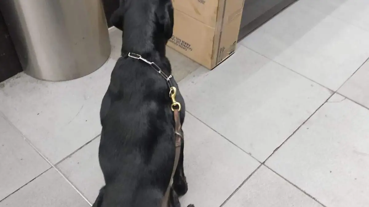 perrito