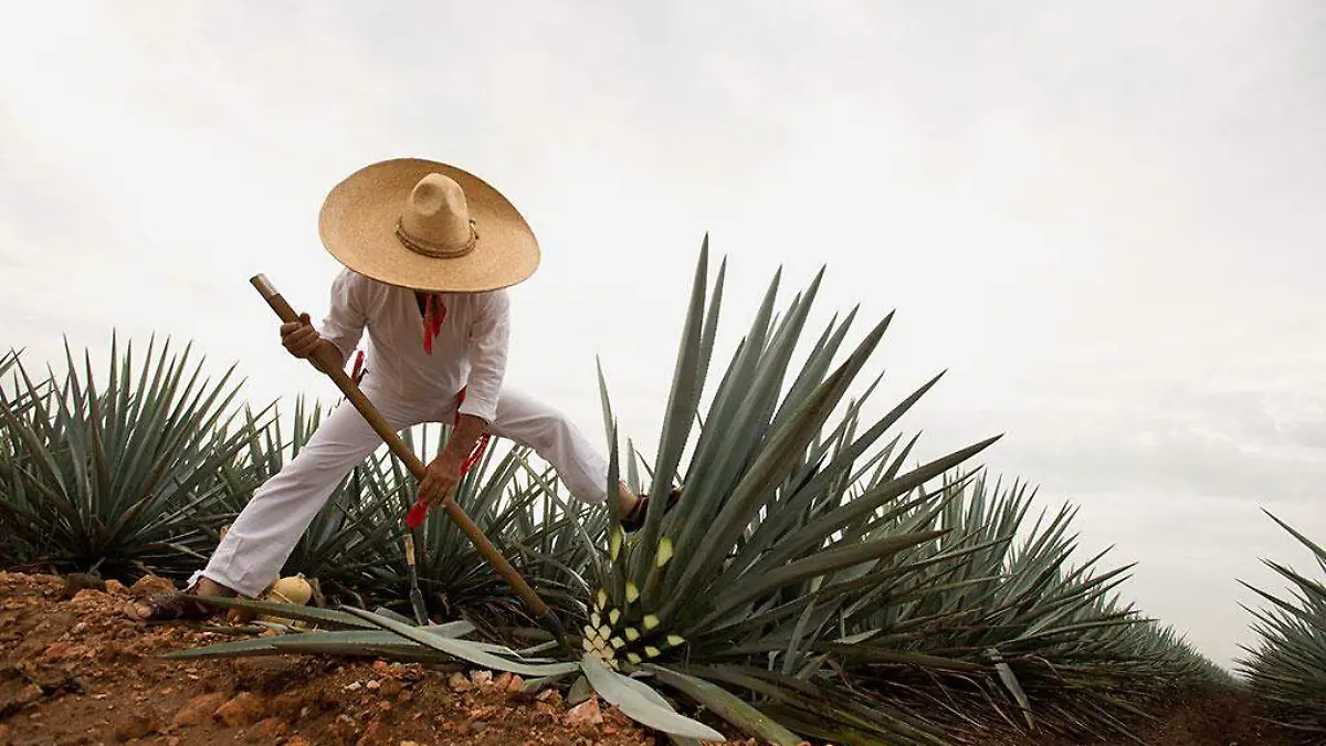 Jalisco-Tequila-Jimador-en-campo-agavero-web