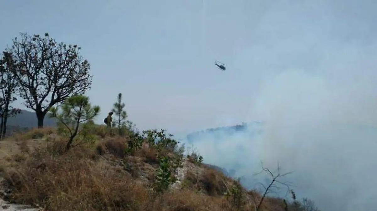 Cierran el bosque