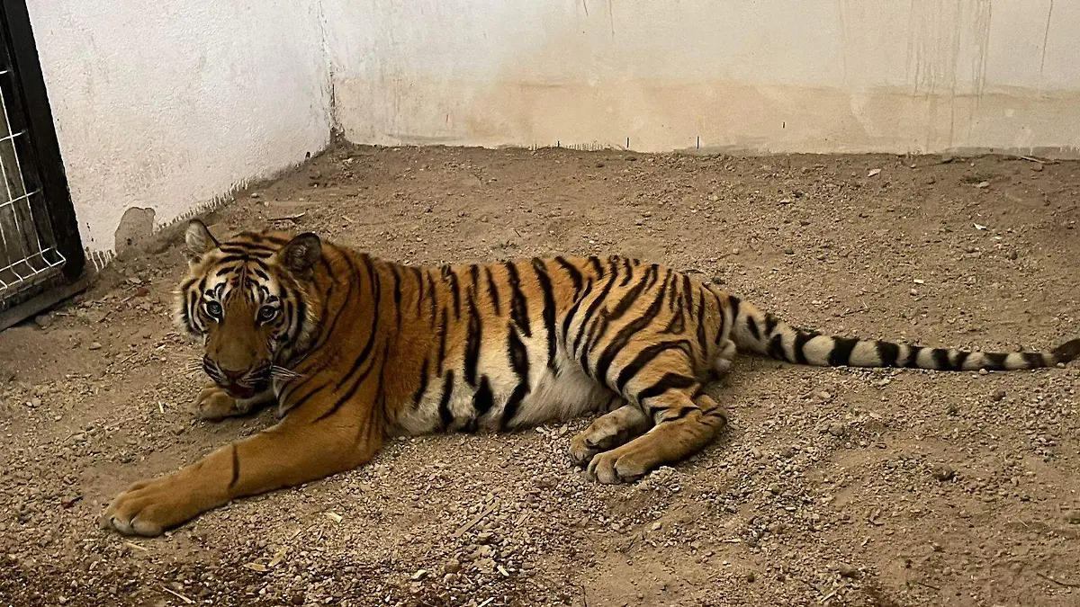 Tigre de bengala (2)