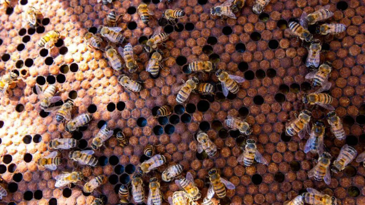 Miel de abeja (2)